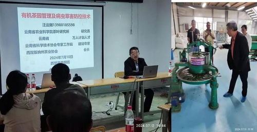 西盟縣農科服務團佤鄉傳授茶科技，信息技術咨詢服務助力鄉村全面振興